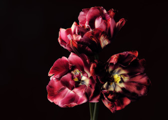 Red withered tulips on a dark background