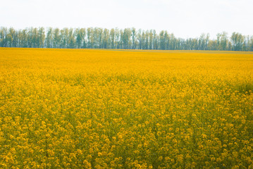 Fototapeta premium Yellow field rapeseed in bloom