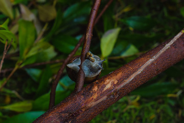 Caracol en un árbol macro