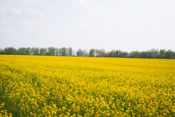 Yellow field rapeseed in bloom