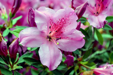 Fototapeta na wymiar Rhododendron indica. Ericaceae. Beautiful flowers in the botanical garden