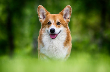 welsh corgi dog sitting in green grass