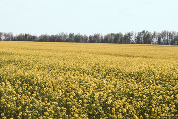 Fototapeta na wymiar Yellow field rapeseed in bloom