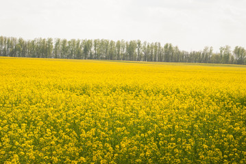 Fototapeta premium Yellow field rapeseed in bloom