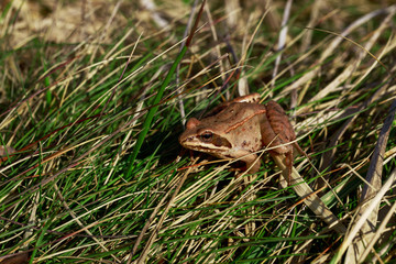 green frog on the grass