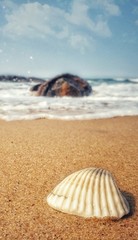 sea shell on the beach