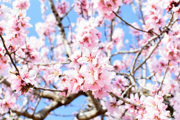 Almond blossoms closeup