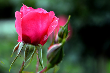 Beautiful pink rose flower in the garden