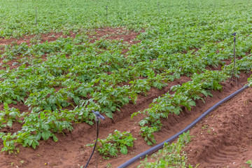 View of agricultural field with potato cultivation, organic farming