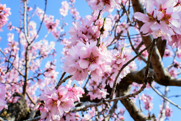 Blooming almond branch closeup