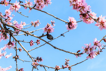 Branch of almond blossom