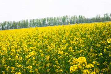 Obraz premium Yellow field rapeseed in bloom