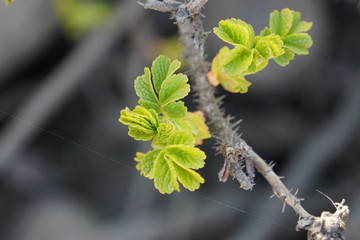 branch of a tree