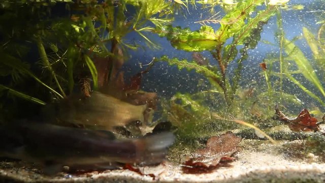 Channel catfish, Ictalurus punctatus, dangerous invasive freshwater predator and prussian carp swim in European biotope fish aquarium make a mess among rich vegetation, biotic video footage