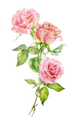 Floral watercolor illustration. Bouquet with delicate roses for cards, wedding invitations, congratulations.