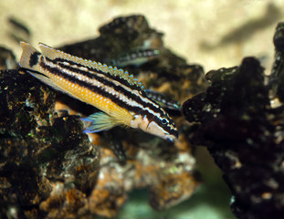 Obraz na płótnie Canvas tanganyika cichlids, julidochromis ornatus 
