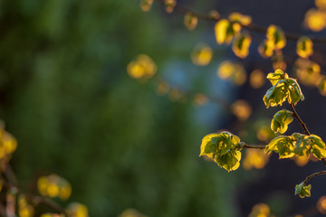 Fresh leaf shoots of a linden tree in golden sunlight