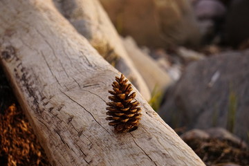 pine cone on tree