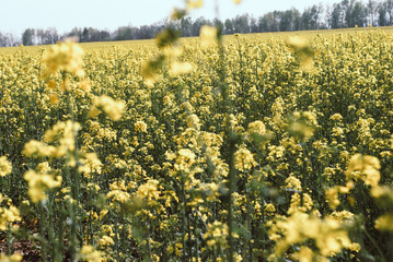 Obraz premium Yellow field rapeseed in bloom