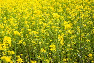 Yellow field rapeseed in bloom