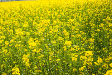 Obraz premium Yellow field rapeseed in bloom