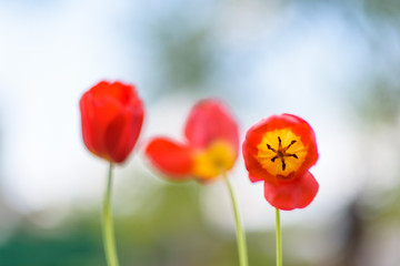 Obraz premium Tulip in a meadow in the grass on a sunny summer day. Photographed close up.