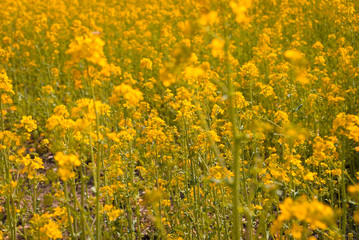 Yellow field rapeseed in bloom