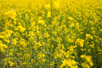 Obraz premium Yellow field rapeseed in bloom