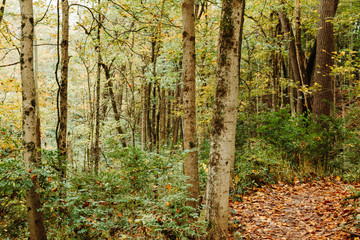 Forest and trees again