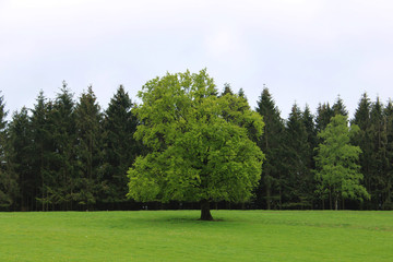 Lonely tree