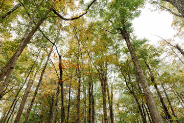 Forest and trees also