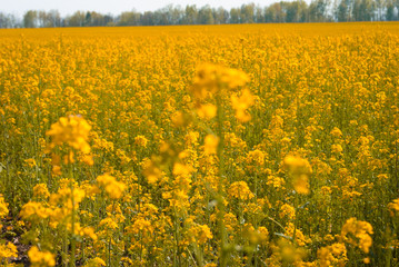 Yellow field rapeseed in bloom