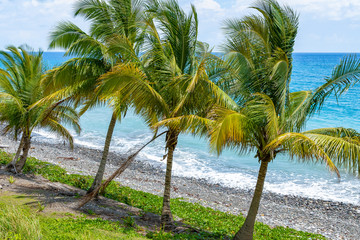 Tall coconut palm trees on seashore of tropical Caribbean island beach bending towards the ocean. Foam from the water rushing towards & receding from pebble stones along the shore on sunny summer day.