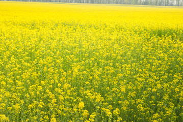 Obraz premium Yellow field rapeseed in bloom