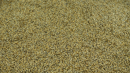 Background of natural malt grains. The concept of craft brewing in a private brewery or single malt whiskey