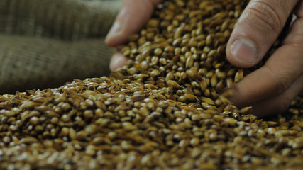 A farmer picks up the malt grains. The concept of craft brewing in a private brewery or single malt whiskey