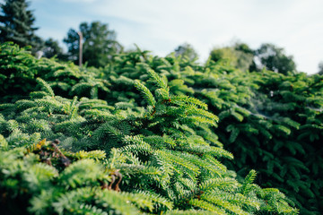 Ukrainian spring park in the rays of the spring sun