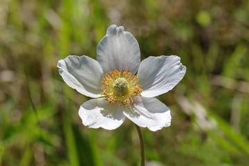 White wood anemone flowers, as a first sign of spring in the forest.