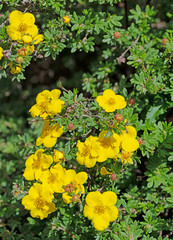 Blühender Fingerstrauch, Fingerkraut, Potentilla fruticosa