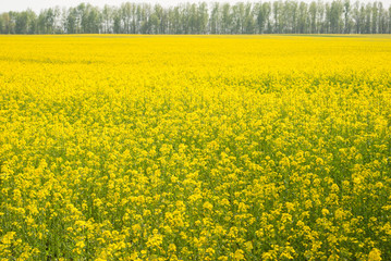 Yellow field rapeseed in bloom