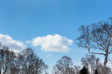 青空と白い雲