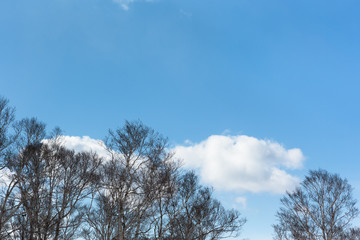 青空と白い雲