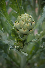 Fototapeta premium artichoke plant