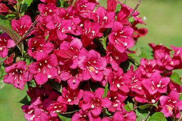 Naklejka premium Blühende Weigelie, Weigela
