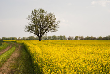 Yellow field rapeseed in bloom