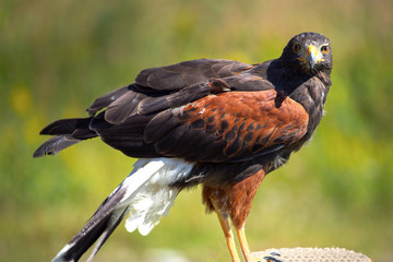 bird of prey