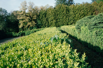 Ukrainian spring park in the rays of the spring sun