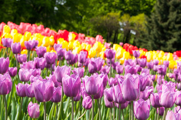 Colorful tulip field, summer flowers