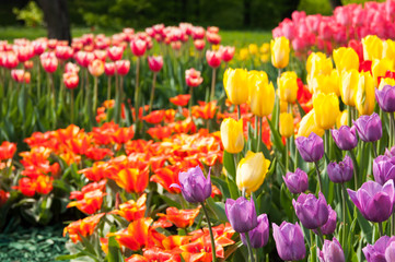 Obraz premium Colorful tulip field, summer flowers