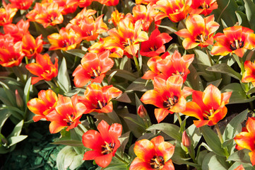 Naklejka na ściany i meble Colorful tulip field, summer flowers